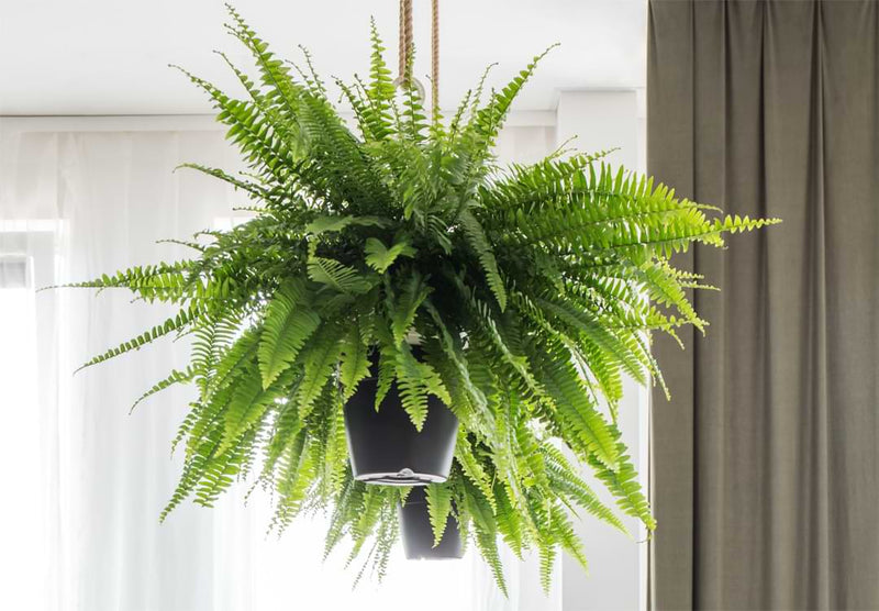 The Ultimate Guide to Indoor Fern Varieties