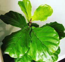 Fiddle Leaf Fig Plant Cheat Sheet