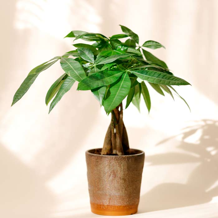 Fix Leaf Drop: Money Tree Care Tips