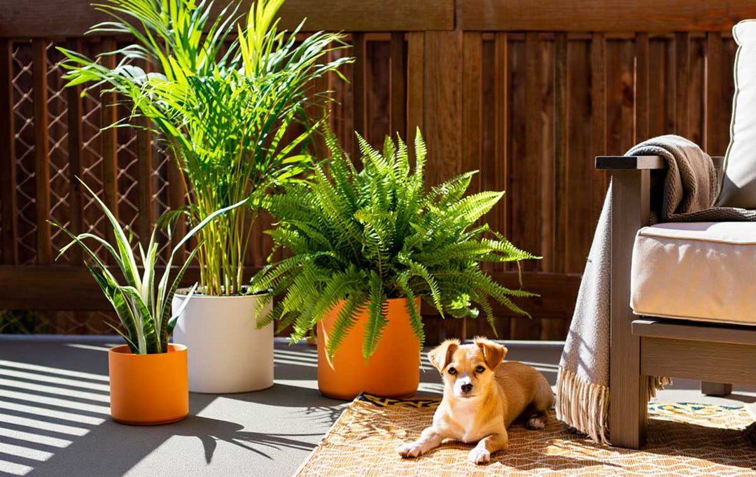 Create a Petio with Pet-Safe Plants