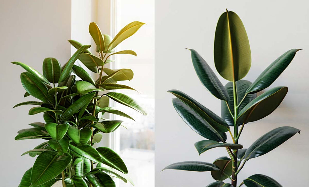 Fixing Mistakes in Houseplant Pruning