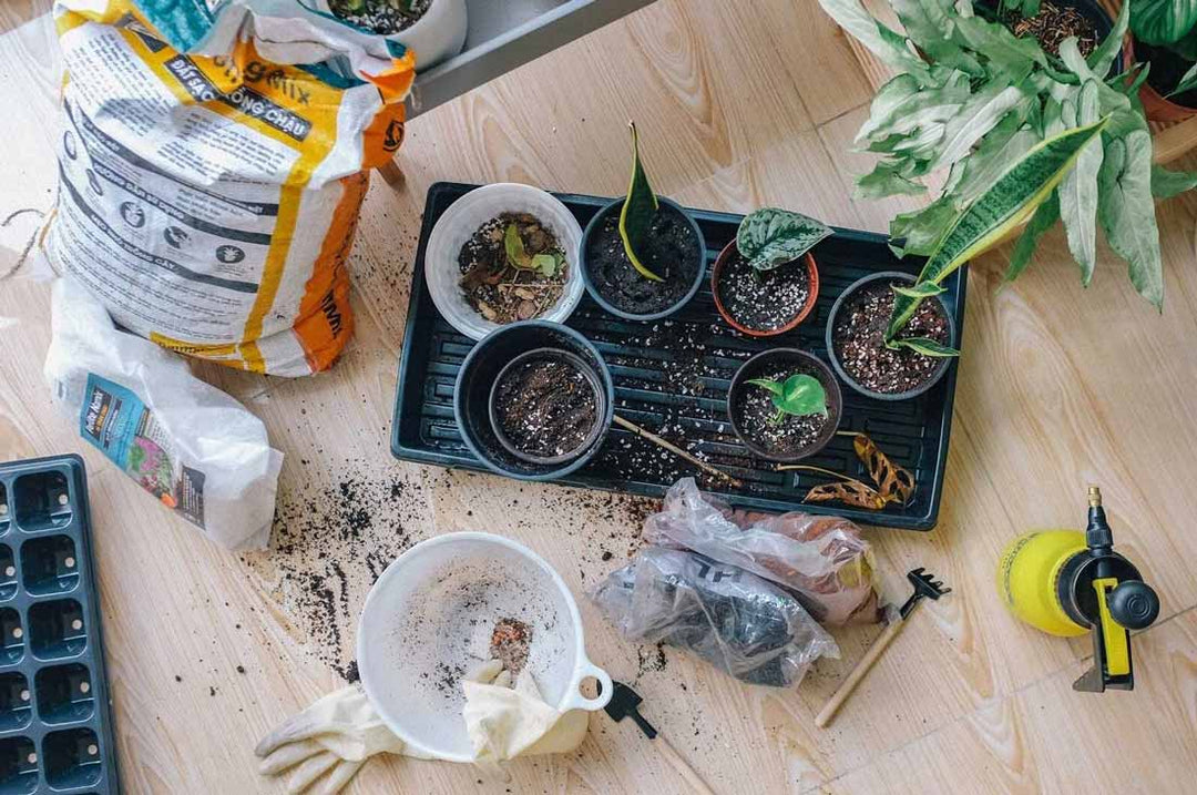 Repotting Your Bonsai Tree: FAQ & Beginner’s Guide