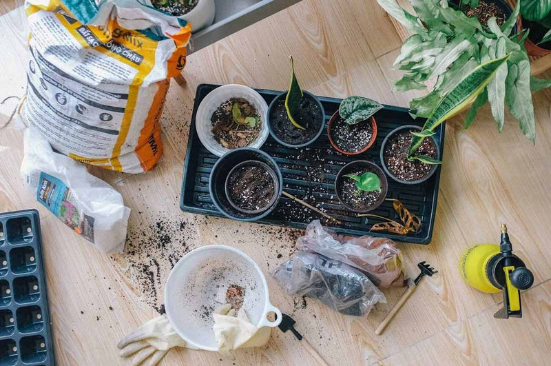 Repotting Your Bonsai Tree: FAQ & Beginner’s Guide