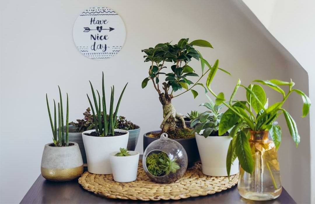 What Does Bonsai Mean?