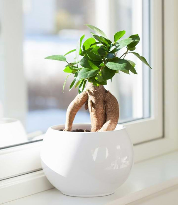 houseplant ficus microcarpa ginseng in white flower