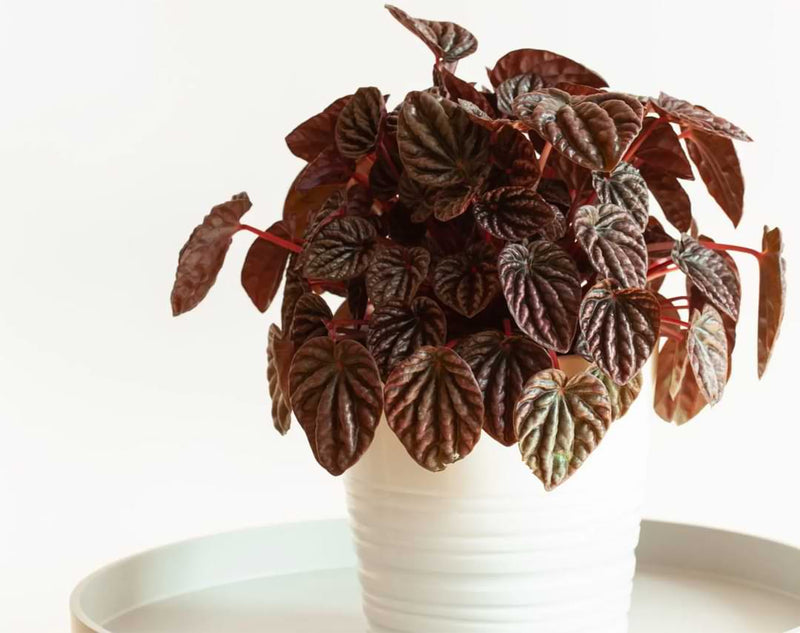 The Ultimate Guide to Peperomia Varieties