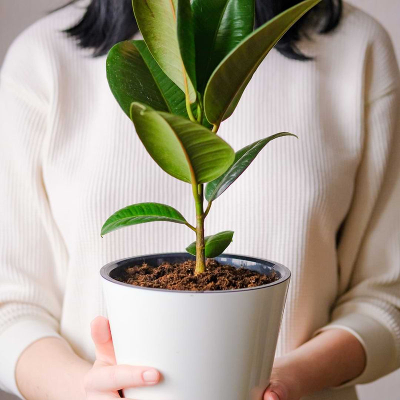 In this article, we’ll explain how to improve soil fertility, and how you can cultivate that for the health of your plants!