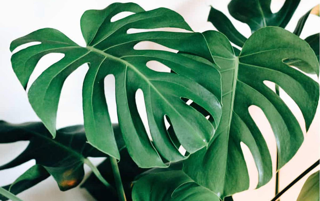 The Ultimate Guide to Monstera Varieties - Monstera Plant Resource
