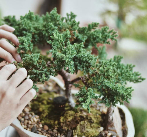 The Only Juniper Bonsai Tree Guide You’ll Ever Need