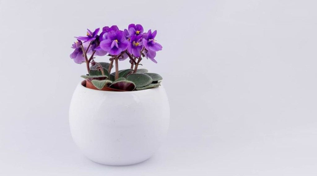 African Violet Colors: Perfect Pairings for Every Vibe