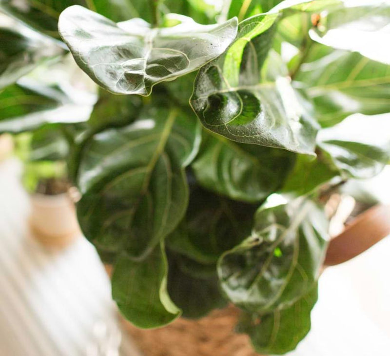Probiotics for plants can also help your fiddle leaf fig grow bigger, healthier leaves, stronger root systems, and nice, sturdy stems more quickly.