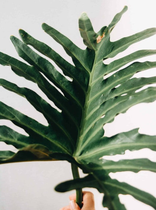 Split Leaf Philodendron Care