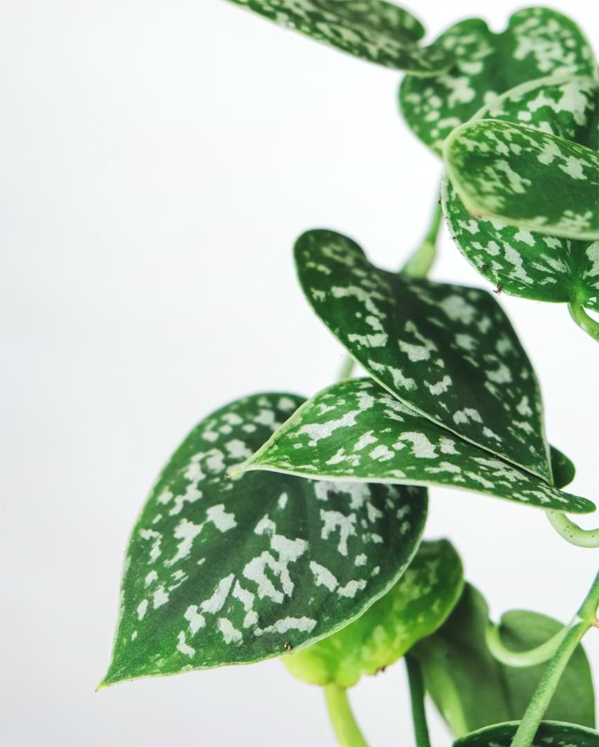 The Ultimate Guide to Pothos Varieties