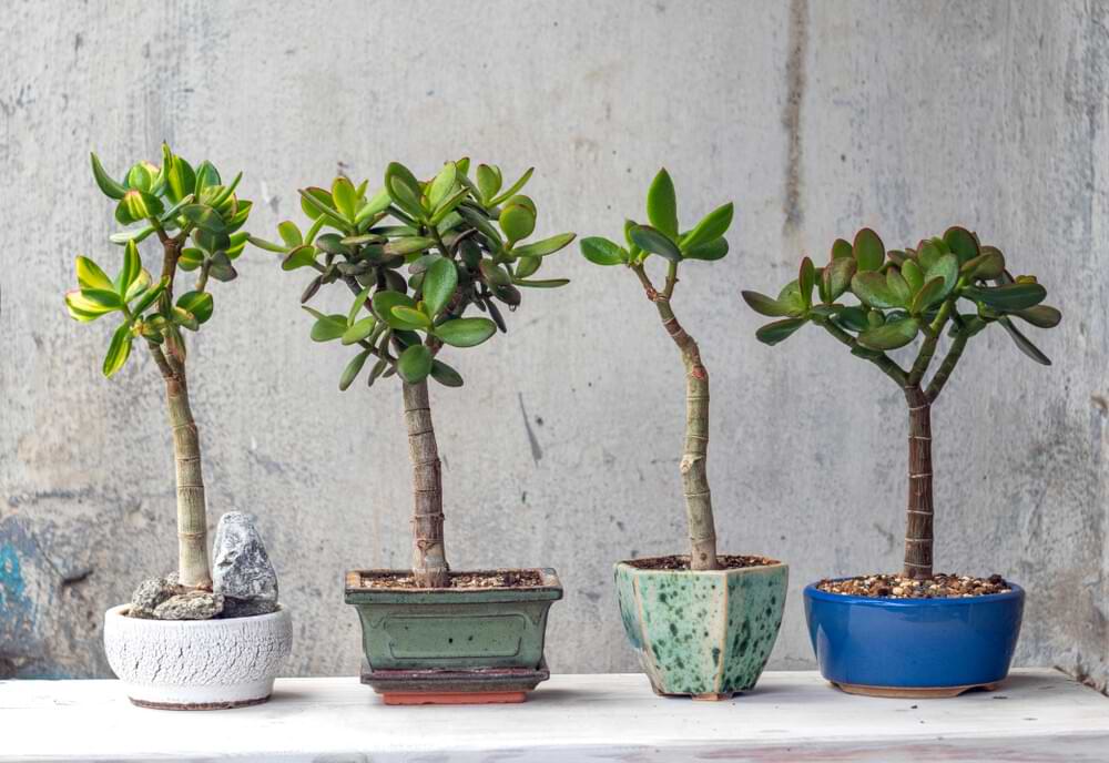 Best Outdoor Bonsai Trees for Beginners