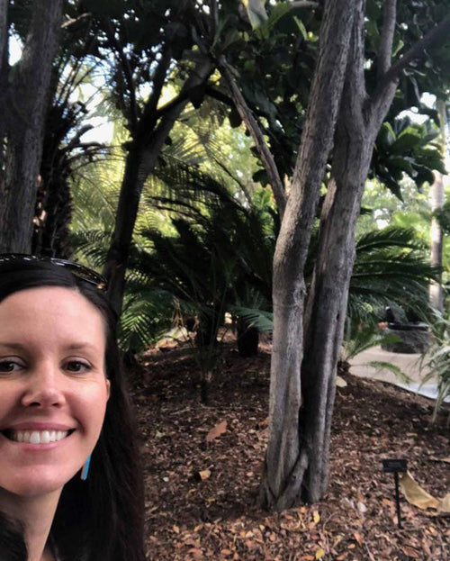 The Tallest Fiddle Leaf Fig Tree in the World