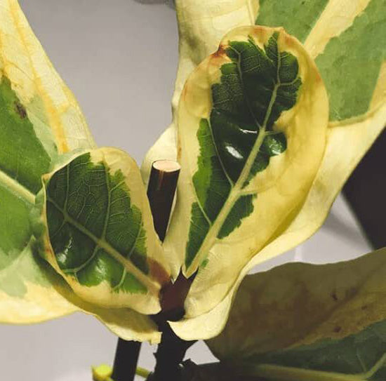 Will the Variegated Fiddle Leaf Fig Be the Next Big Houseplant?