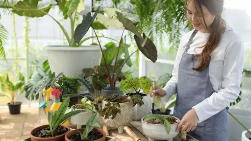 Troubleshooting Houseplant Care: Tips & Solutions