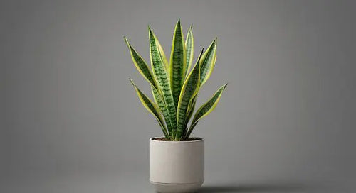 Mother in Law’s Tongue Plant Care: A Comprehensive Guide