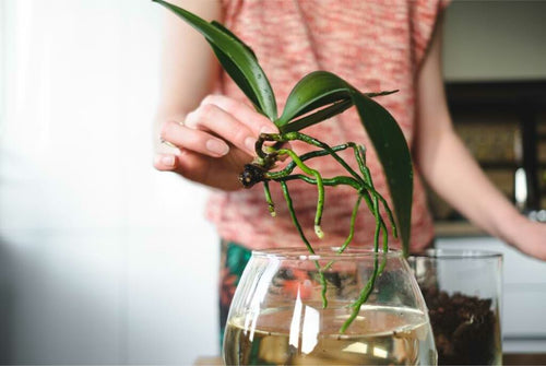 woman hands planting a flower in the house