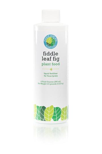Fiddle Leaf Fig Fertilizer