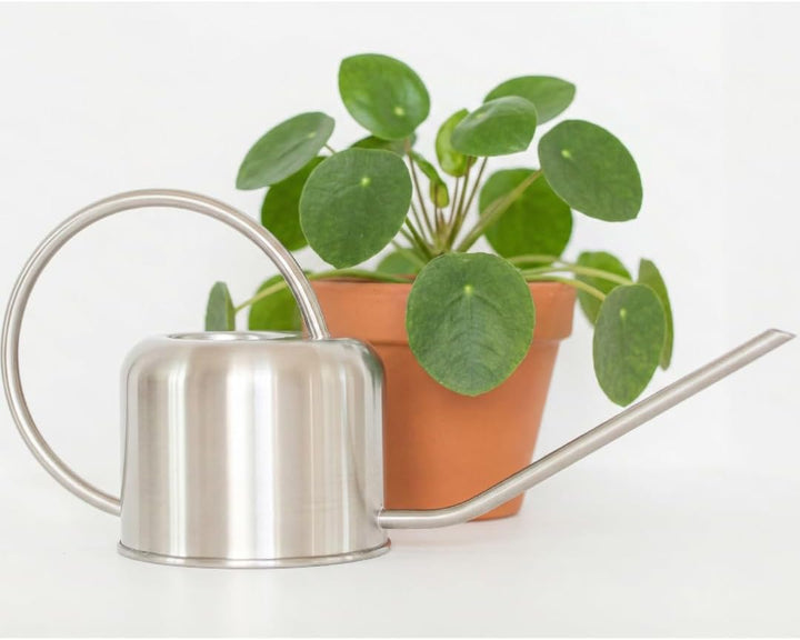 Stainless Steel Watering Can for Houseplants | 1L Capacity