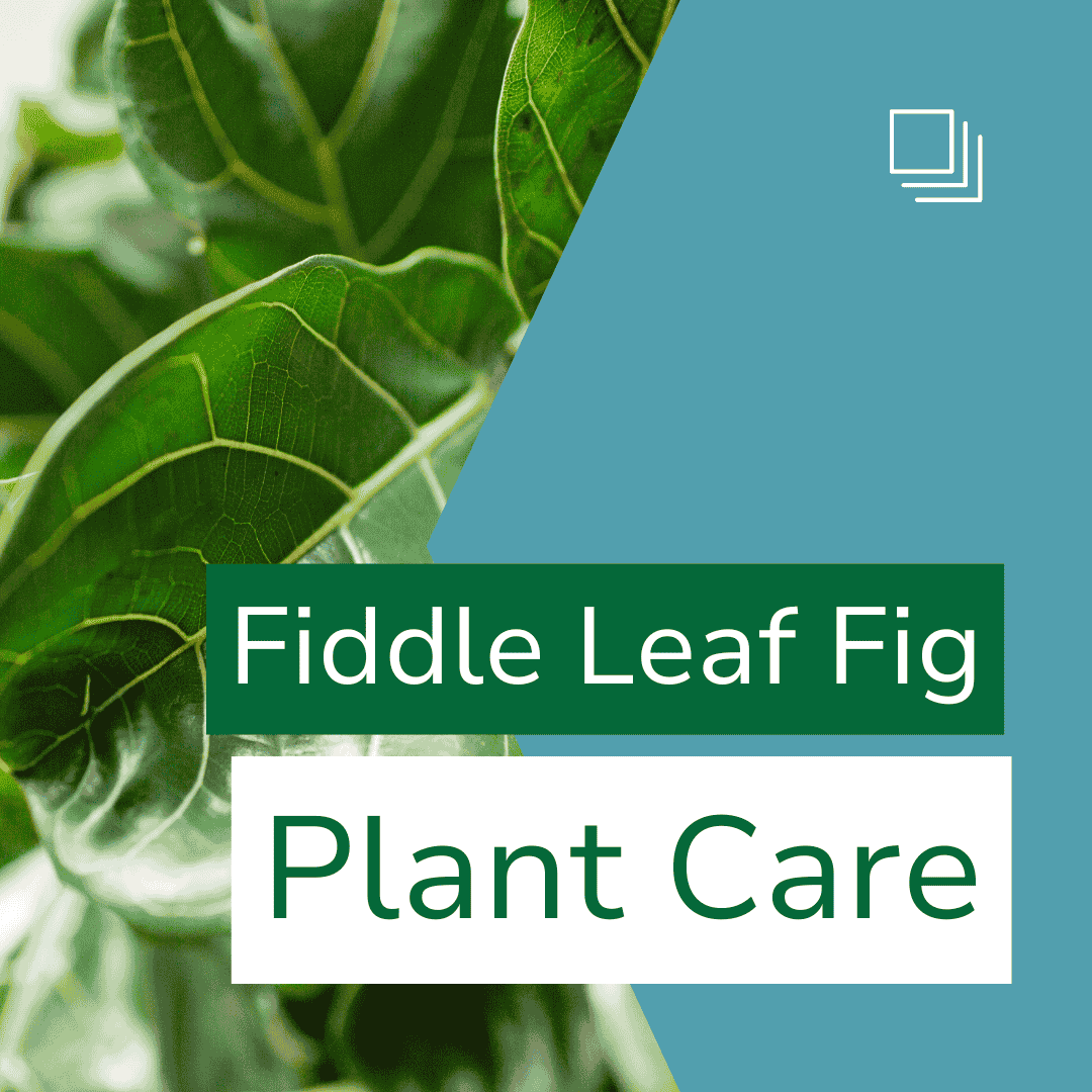 Fiddle Leaf Fig Care