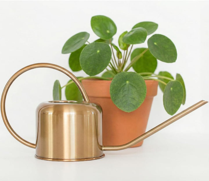 Stainless Steel Watering Can for Houseplants | 1L Capacity