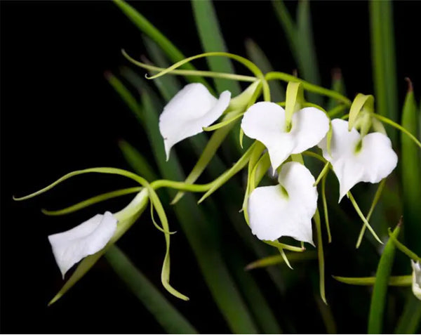 The 6 Best Indoor Orchid Types (and How to Care for Them)