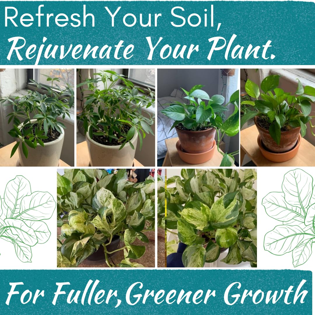 Organic Houseplant Probiotic Powder & Soil Conditioner | 4 oz