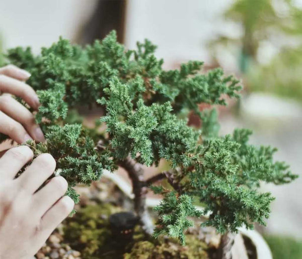 The Only Juniper Bonsai Tree Guide You’ll Ever Need