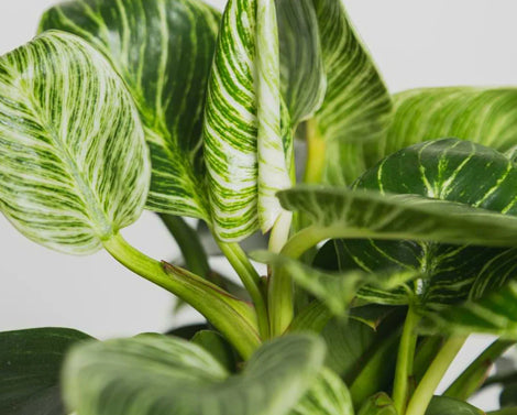 Birkin Plant Care Guide