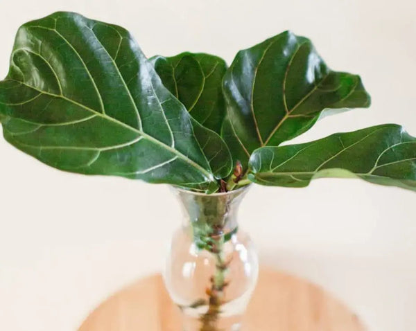 Fiddle Leaf Fig Propagation: 6 Easy Steps