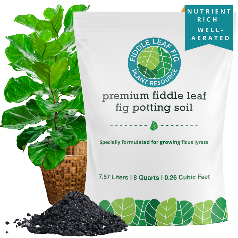Fiddle Leaf Fig |Soil