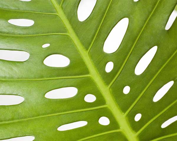 How and Why to Prune Your Monstera
