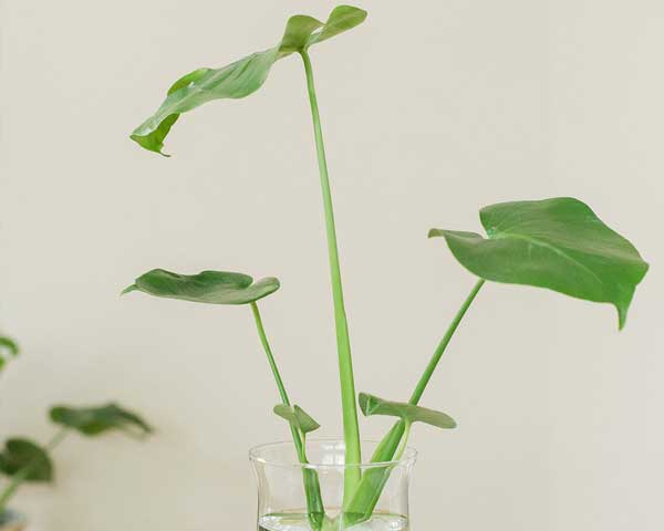 How to Propagate Monstera (the Easy Way)