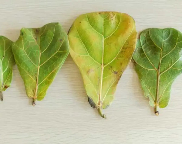 Why Is My Fiddle Leaf Fig Dropping Leaves?