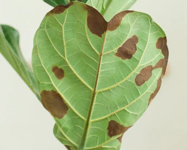 Brown Spots on Fiddle Leaf Fig Leaves? Here’s What to Do