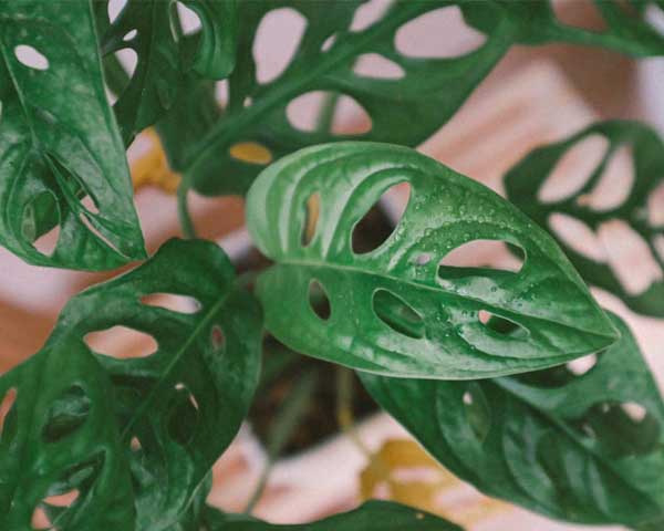 The Ultimate Guide to Monstera Varieties