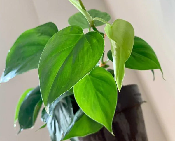 The Ultimate Guide to Philodendron Plants