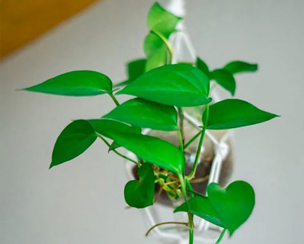 The Ultimate Guide to Philodendron Varieties