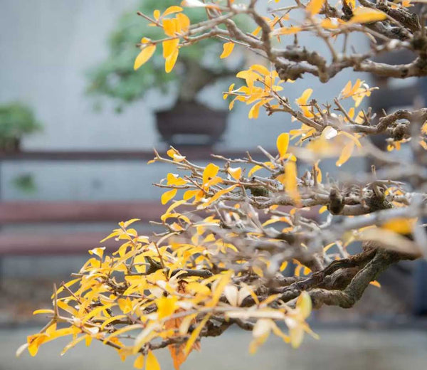How to Revive a Bonsai Tree