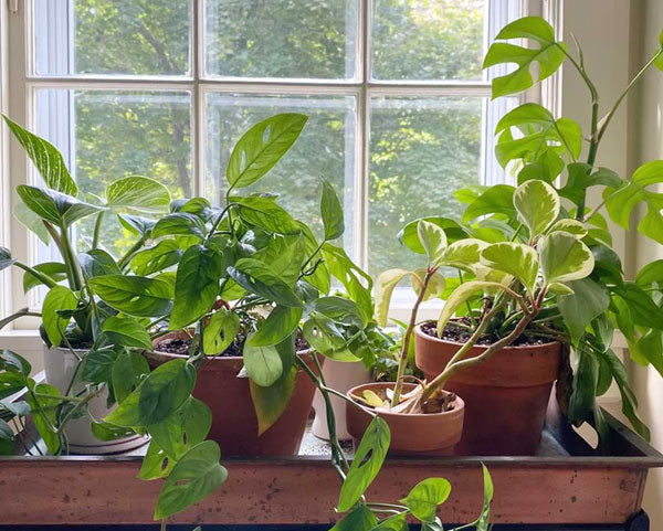 How (and When) to Repot Your Pothos Plant