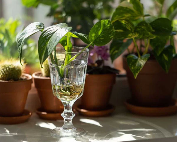 How Often Should You Fertilize a Pothos Plant?