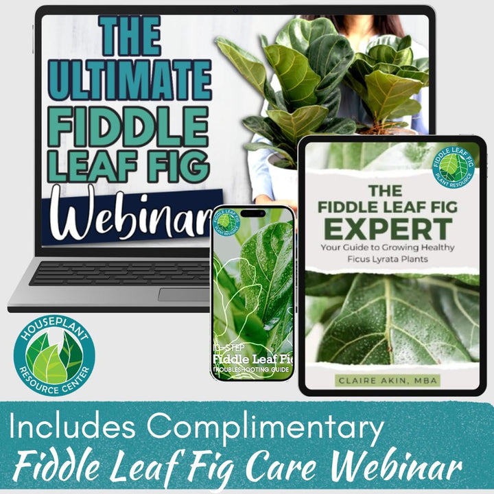 The Original Fiddle Leaf Fig Plant Food – Enriched, Bioavailable Liquid Fertilizer | 8 oz