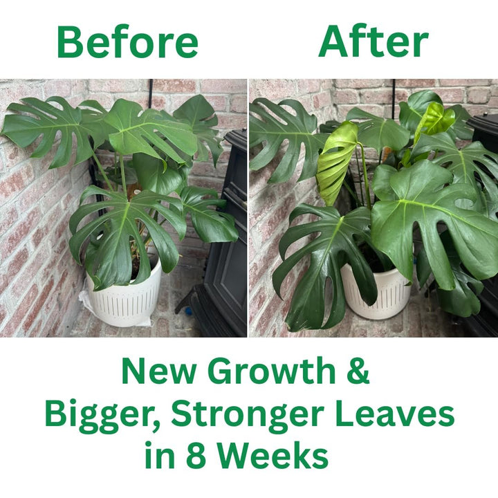 Silica Strength – Liquid Potassium Silica (4.5%) Concentrate | 8 oz