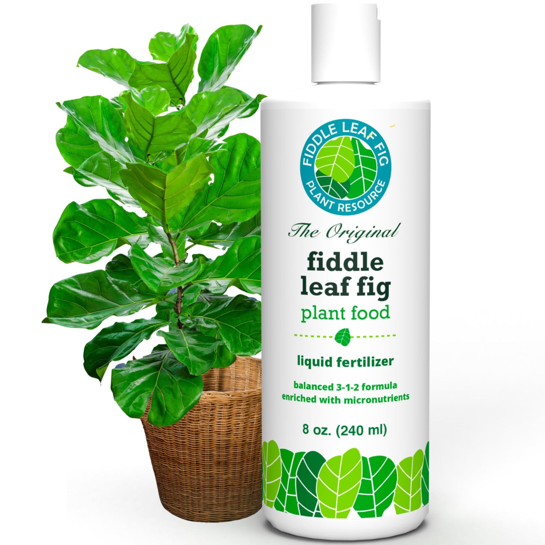 fiddle leaf fig semi hydro The Original Fiddle Leaf Fig Plant Food – Enriched, Bioavailable Liqui – Houseplant Resource Center