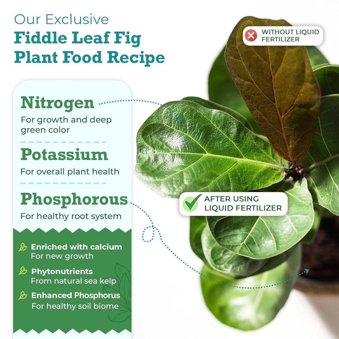 fertilizing fiddle leaf fig tree The Original Fiddle Leaf Fig Plant Food – Enriched, Bioavailable Liqui – Houseplant Resource Center