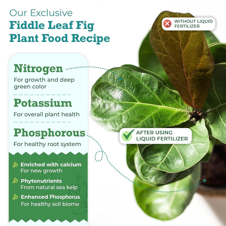 The Original Fiddle Leaf Fig Plant Food – Enriched, Bioavailable Liquid Fertilizer | 8 oz