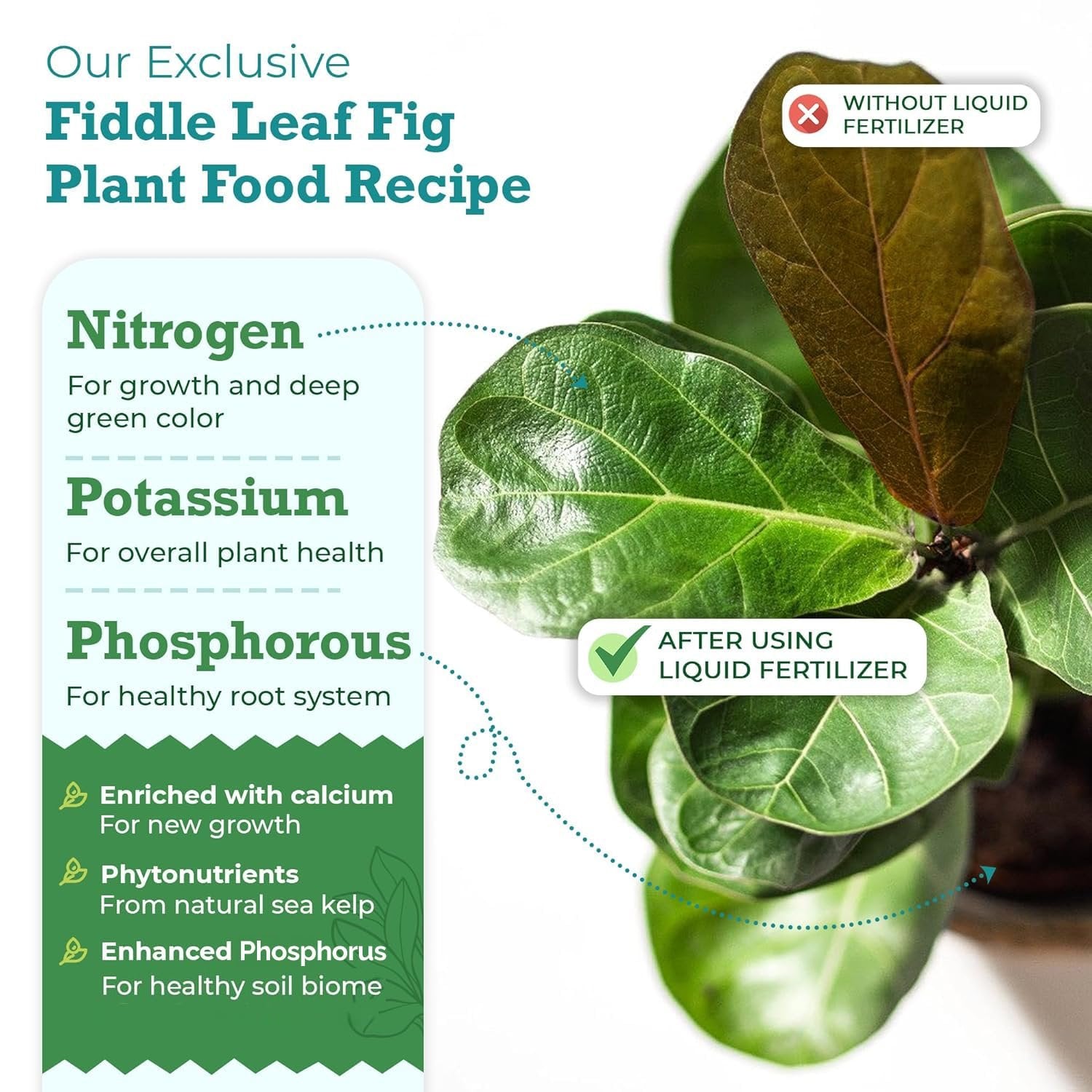 fish fertilizer for fiddle leaf fig The Original Fiddle Leaf Fig Plant Food – Enriched, Bioavailable Liqui – Houseplant Resource Center