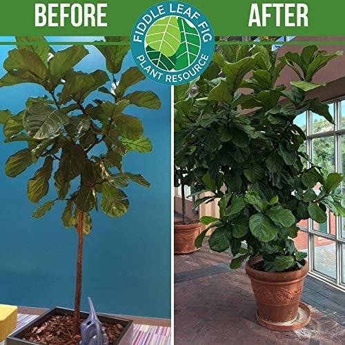 The Original Fiddle Leaf Fig Plant Food – Enriched, Bioavailable Liquid Fertilizer | 8 oz